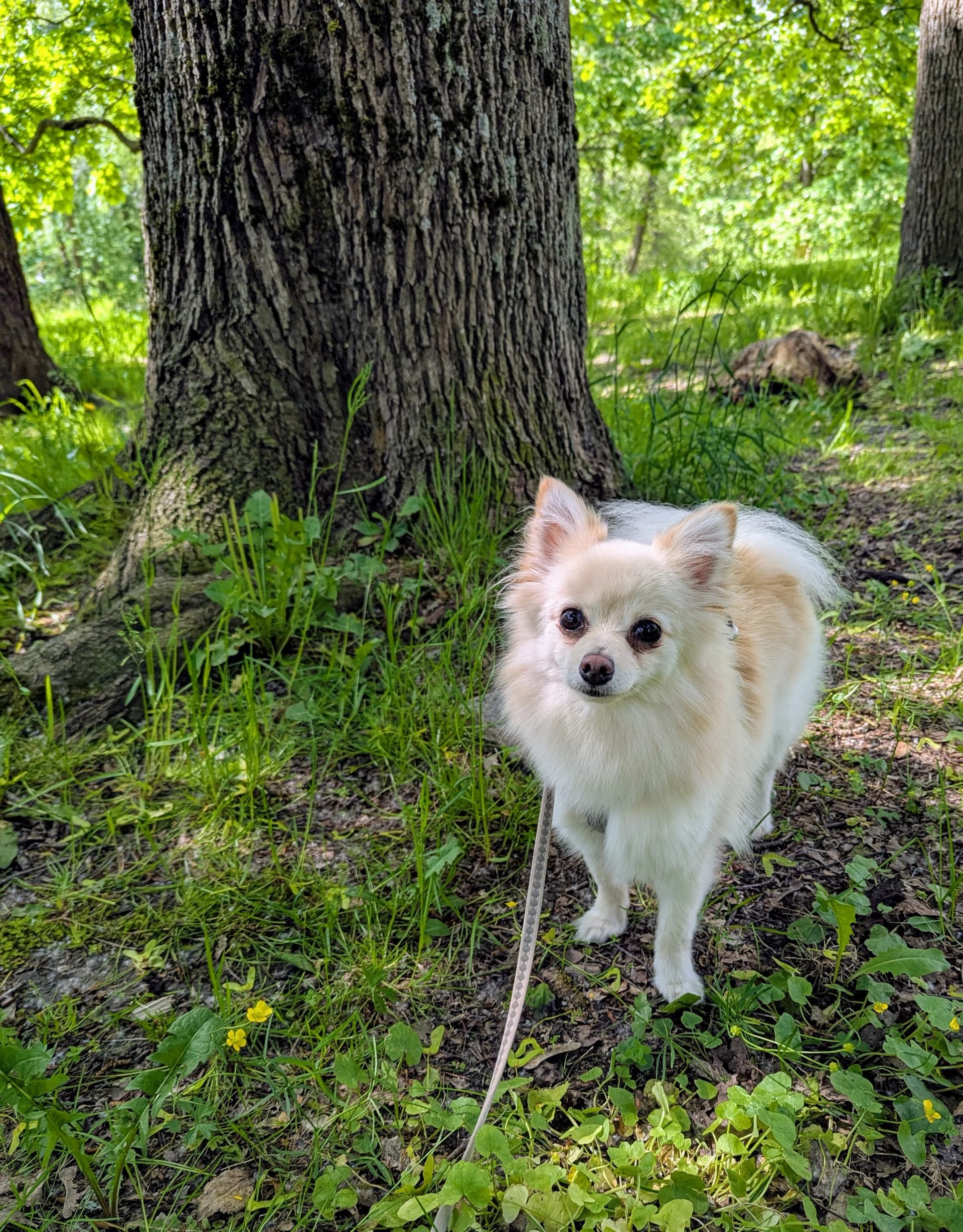 Elia's Paws photo 7